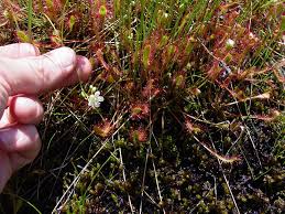 Attēlu rezultāti vaicājumam “Droseraceae”