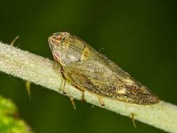 Attēlu rezultāti vaicājumam “Aphrophora salicina”