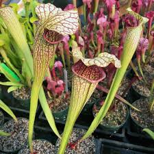 Attēlu rezultāti vaicājumam “Leucogyrophana sororia”