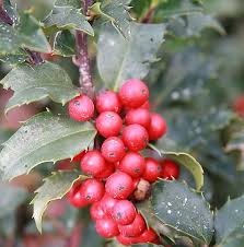 Attēlu rezultāti vaicājumam “Ilex x meserveae”