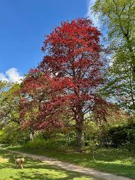 Attēlu rezultāti vaicājumam “Fagus sylvatica fo. purpurea fruit”