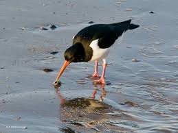 Attēlu rezultāti vaicājumam “Haematopus ostralegus adult”