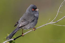 Image result for Sylvia sarda