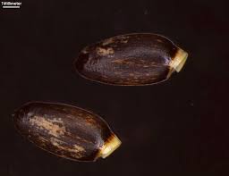 Attēlu rezultāti vaicājumam “Silybum marianum fruit”