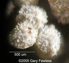 Attēlu rezultāti vaicājumam “Isoetes echinospora leaf”