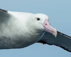 Image result for albatross dead chick
