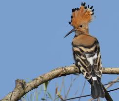 Attēlu rezultāti vaicājumam “Upupa epops adult”