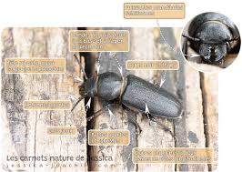Attēlu rezultāti vaicājumam “Spondylis buprestoides”