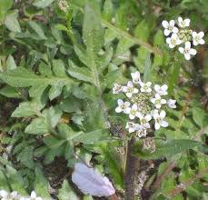 Attēlu rezultāti vaicājumam “Capsella bursa-pastoris fruit”
