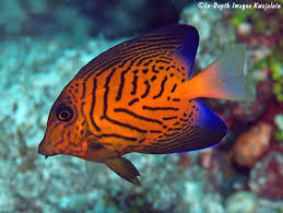 Image result for Ctenochaetus hawaiiensis