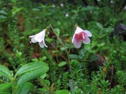 Attēlu rezultāti vaicājumam “Linnaea borealis fruit”