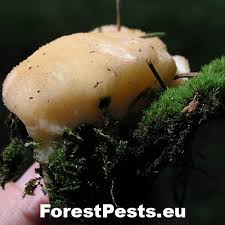 Attēlu rezultāti vaicājumam “Postia ptychogaster”