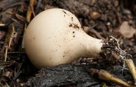 Attēlu rezultāti vaicājumam “Lycoperdon pyriforme sessile”