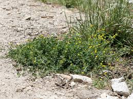Attēlu rezultāti vaicājumam “Medicago lupulina flower”