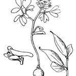 Attēlu rezultāti vaicājumam “Corydalis intermedia fruit”