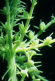 Attēlu rezultāti vaicājumam “Chara hispida”