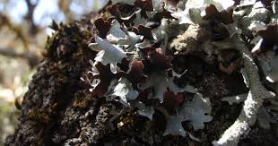 Attēlu rezultāti vaicājumam “Parmelia sulcata”