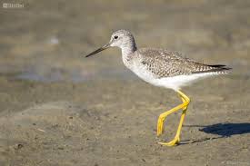 Image result for Tringa melanoleuca