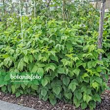 Attēlu rezultāti vaicājumam “Rubus idaeus”