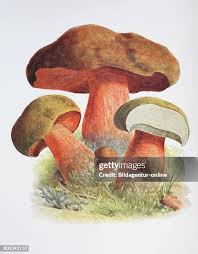 Attēlu rezultāti vaicājumam “Boletus luridus”