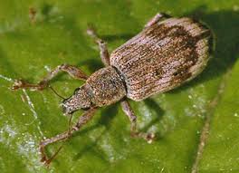 Attēlu rezultāti vaicājumam “Polydrusus tereticollis”