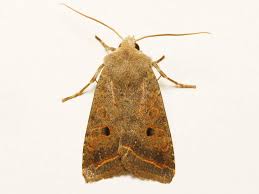 Attēlu rezultāti vaicājumam “Agrochola litura imago”