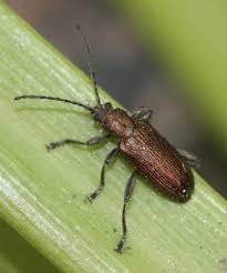 Attēlu rezultāti vaicājumam “Donacia”