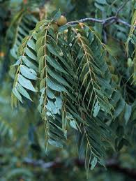 Attēlu rezultāti vaicājumam “Juglans”