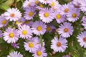 Image result for Aster novi-belgii