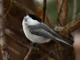 Attēlu rezultāti vaicājumam “Poecile montanus”