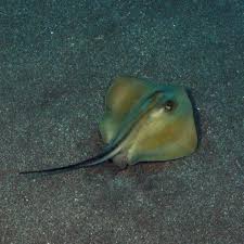 Image result for Dasyatis pastinaca