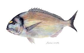 Image result for Sparus aurata