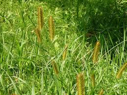 Attēlu rezultāti vaicājumam “Setaria glauca”