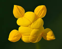 Attēlu rezultāti vaicājumam “Lotus corniculatus flower”