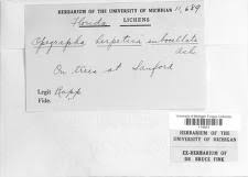 Attēlu rezultāti vaicājumam “Opegrapha rufescens”