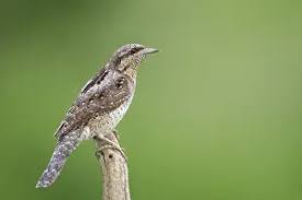 Attēlu rezultāti vaicājumam “Jynx torquilla adult”