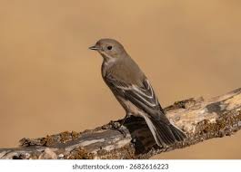 Attēlu rezultāti vaicājumam “Ficedula hypoleuca”