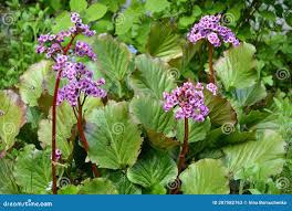 Attēlu rezultāti vaicājumam “Bergenia crassifolia”