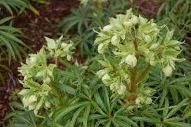 Image result for Helleborus foetidus
