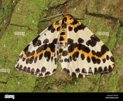 Attēlu rezultāti vaicājumam “Abraxas grossulariata imago”