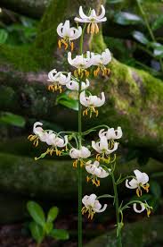 Image result for Lilium martagon Alba