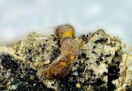 Attēlu rezultāti vaicājumam “Trichia contorta macro”