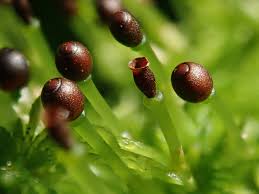 Attēlu rezultāti vaicājumam “Sphagnum austinii sporophyte”