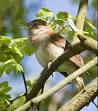 Nightingale - Wikipedia, the free encyclopedia