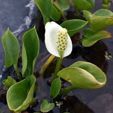 Attēlu rezultāti vaicājumam “Calla palustris flower”