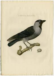 Attēlu rezultāti vaicājumam “Corvus monedula adult”