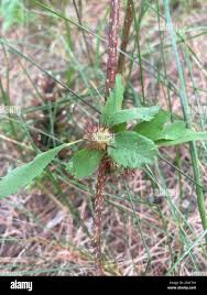 Attēlu rezultāti vaicājumam “Diplolepis bicolor”