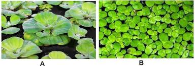 Attēlu rezultāti vaicājumam “Pistia stratiotes”