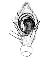 Attēlu rezultāti vaicājumam “Diaea dorsata male”
