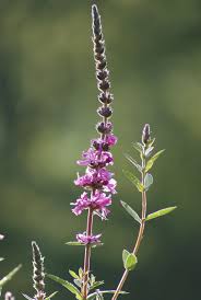 Attēlu rezultāti vaicājumam “Lythraceae”